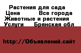 Растения для сада › Цена ­ 200 - Все города Животные и растения » Услуги   . Брянская обл.